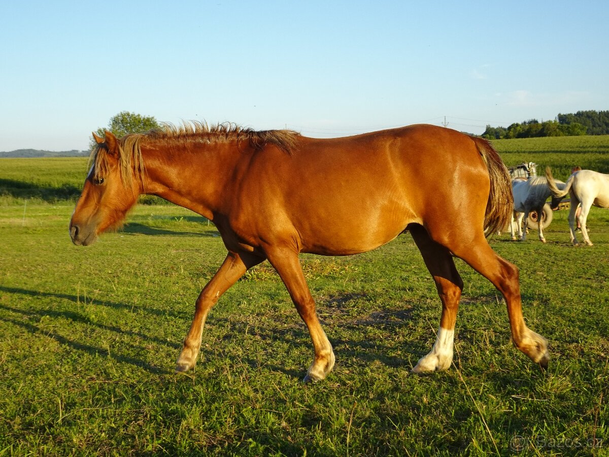 Prodám klisnu WPBr s PP, - 4