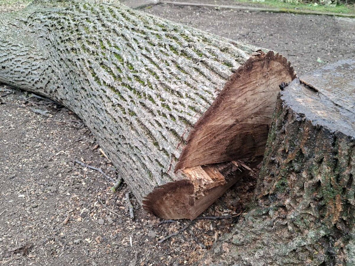 Ořechové dřevo - 4