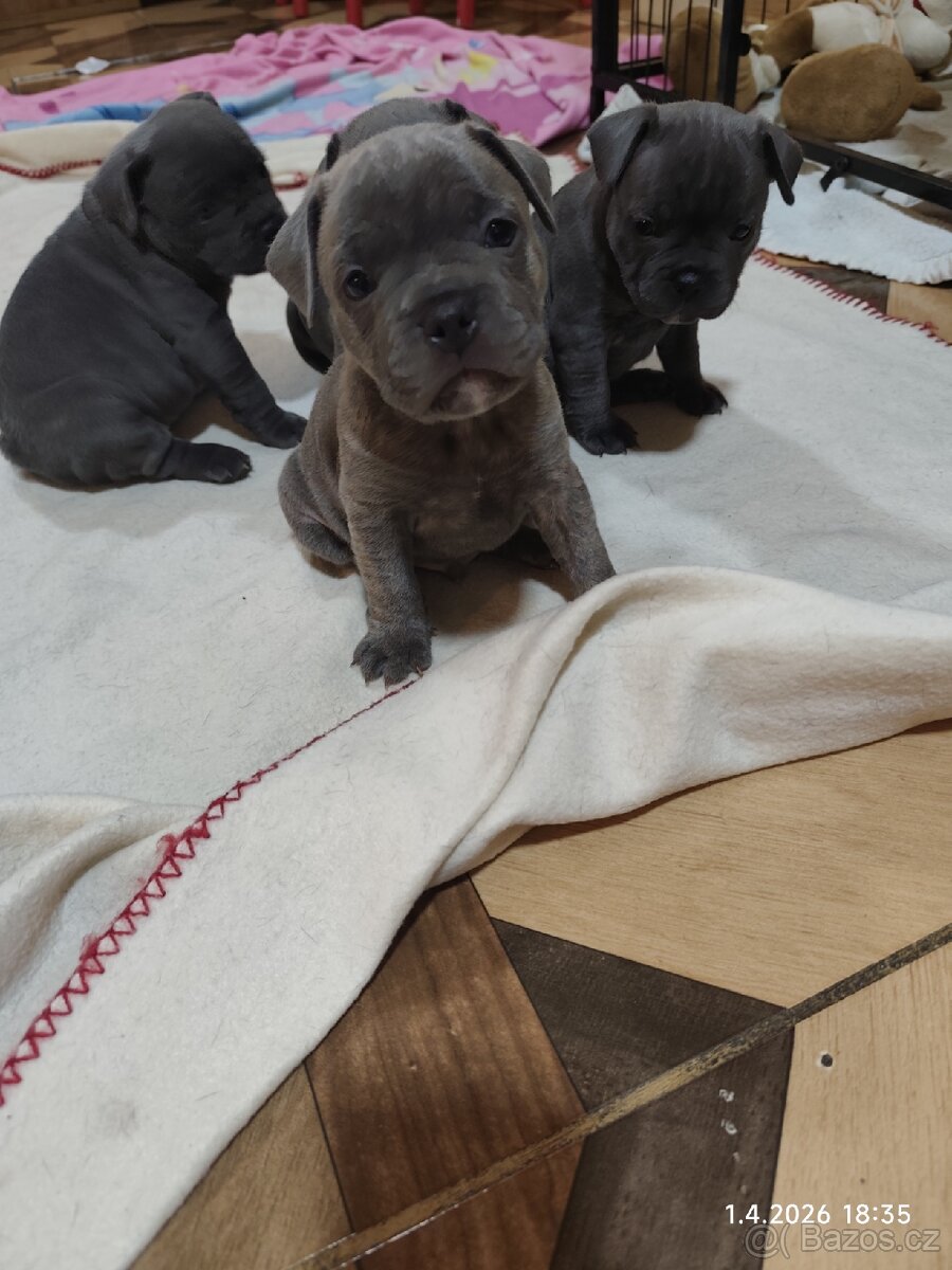 Stafordšírský bulteriér - 4