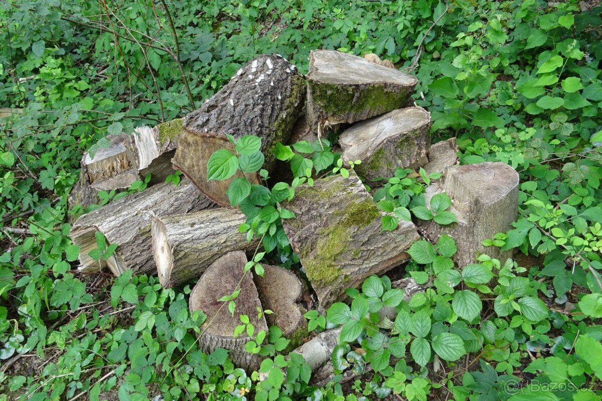 Palivové dřevo levně - 4