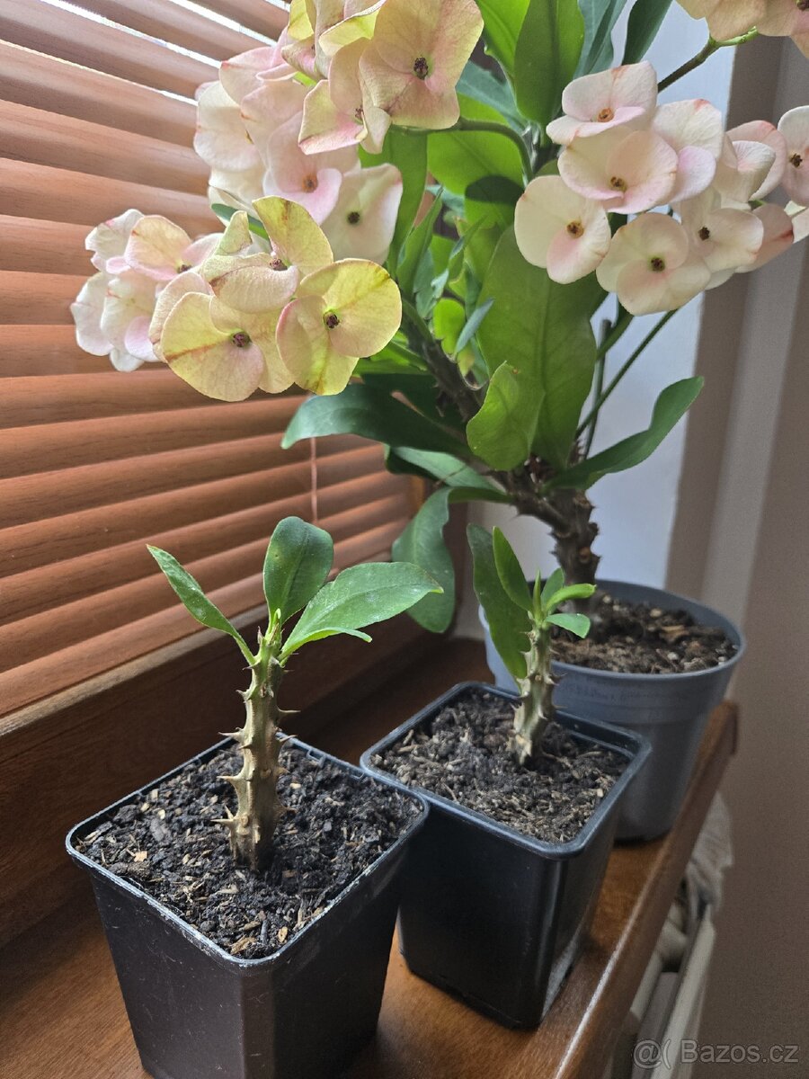 Euphorbia Milii, Trnová koruna - 4