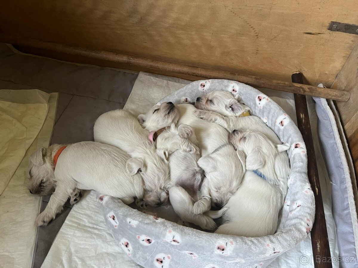 Knírač malý bílý s PP - 4