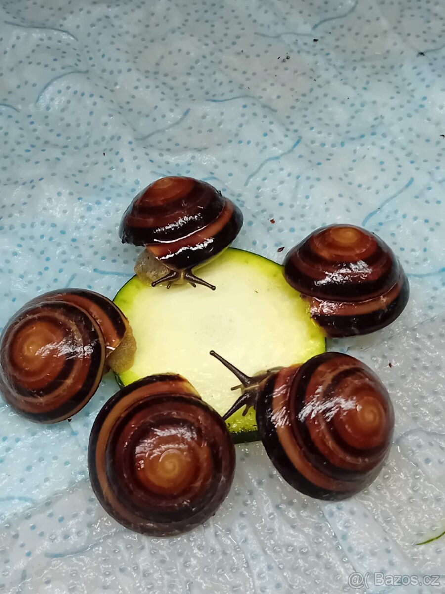 Africký šnek caracolus Salomon Cuba střílet - 4