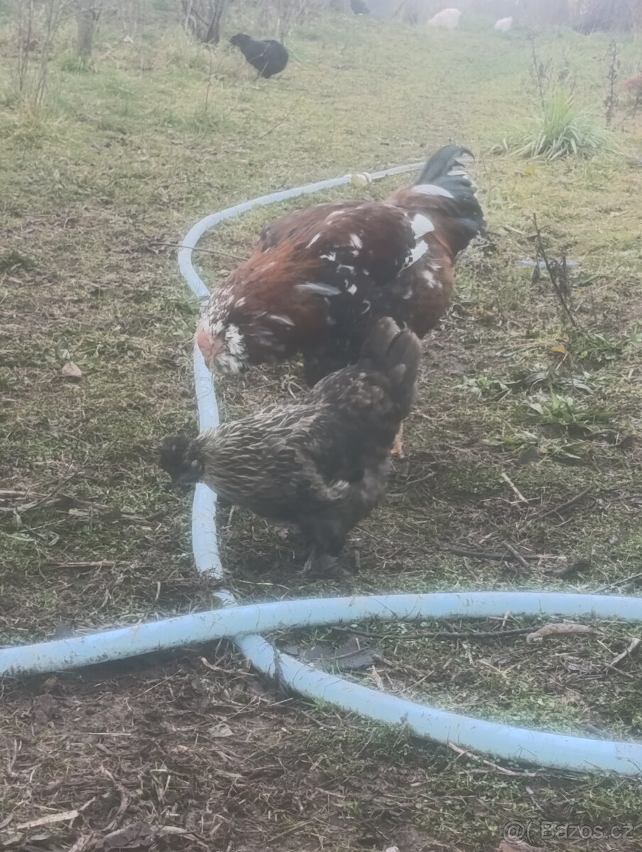 Prodám kohouta Orlovky - 4