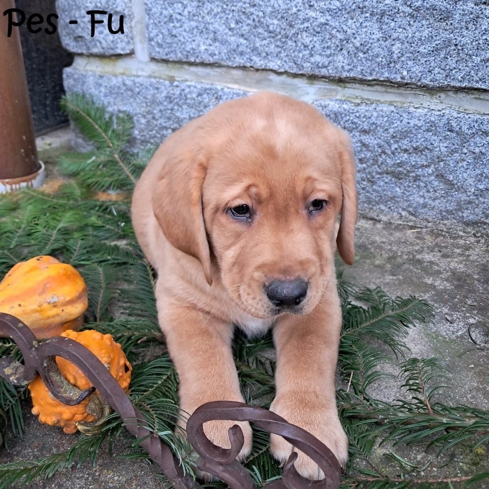 Labradorský retriever Fox Red s PP - 4