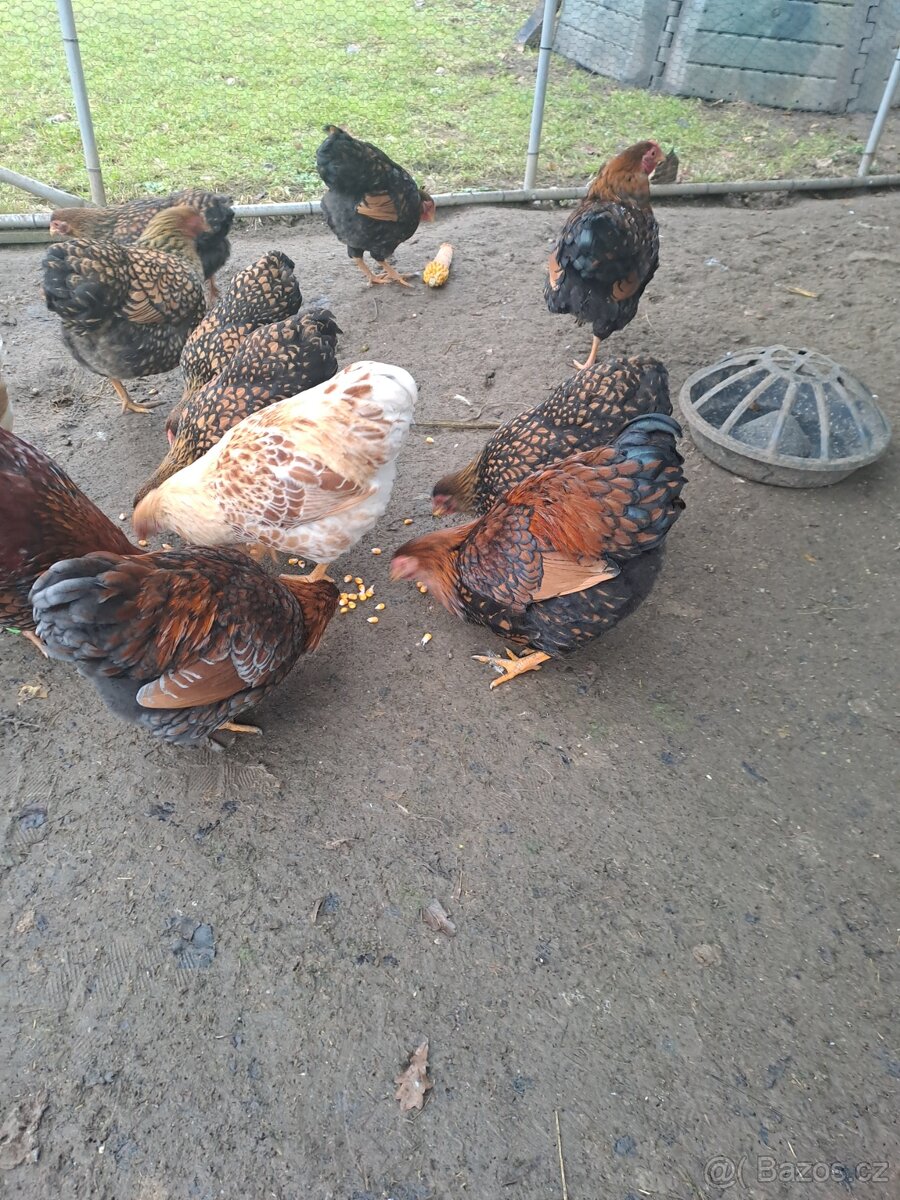 Wyandotky - 4