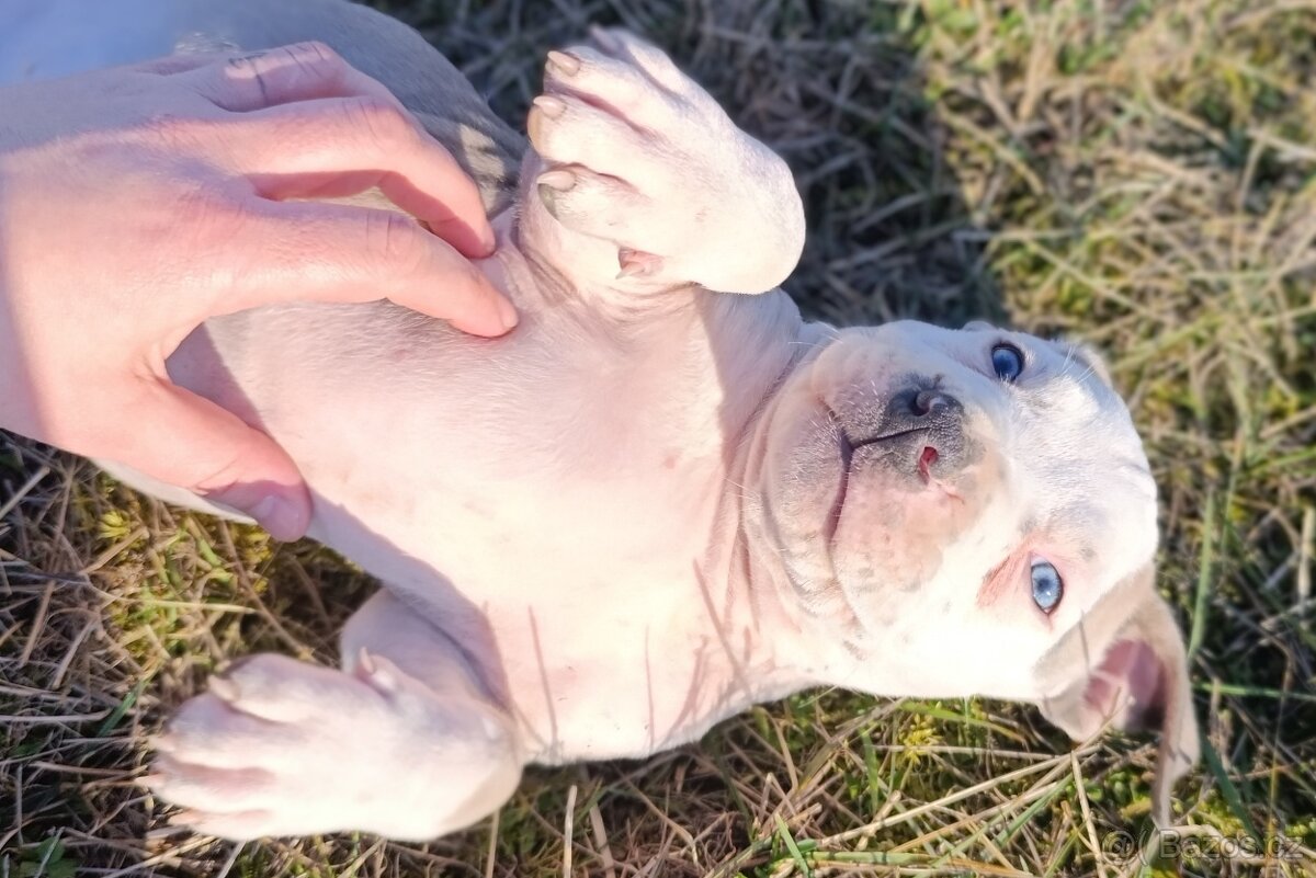 American Bully Standard - 4