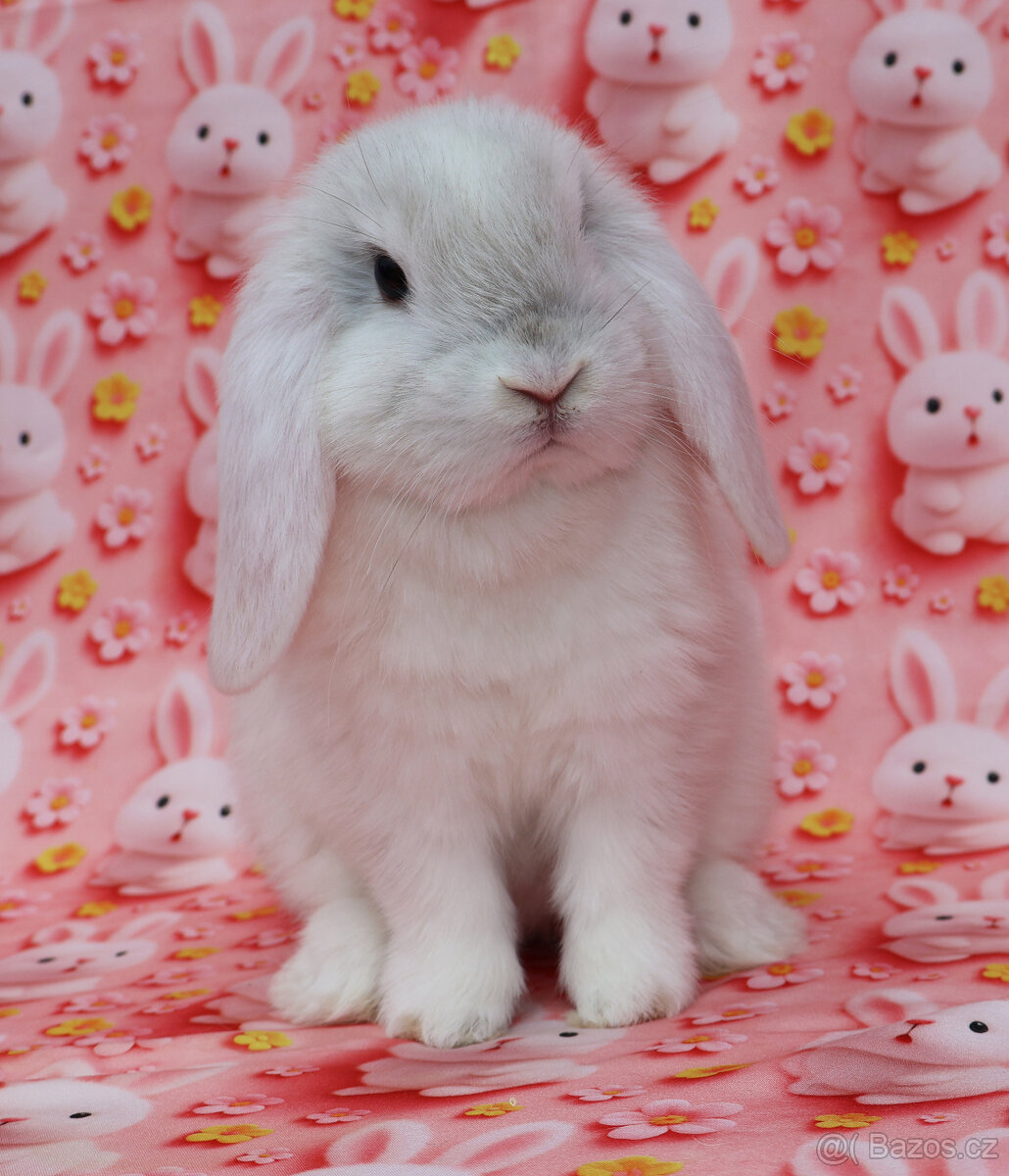 Zakrslý beránek NHD samička - 4