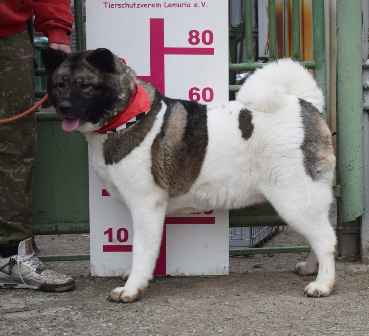 MACI K ADOPCI - přátelská, hravá, vděčná, vhodná k dětem - 4