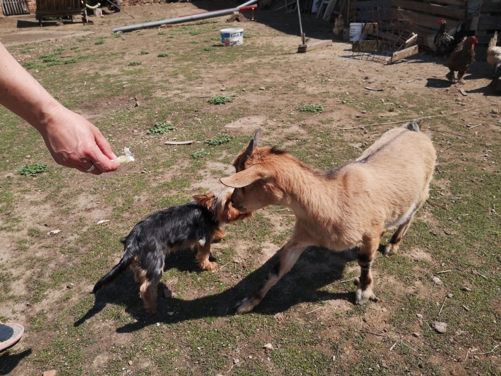 holandská zakrslá koza - 4