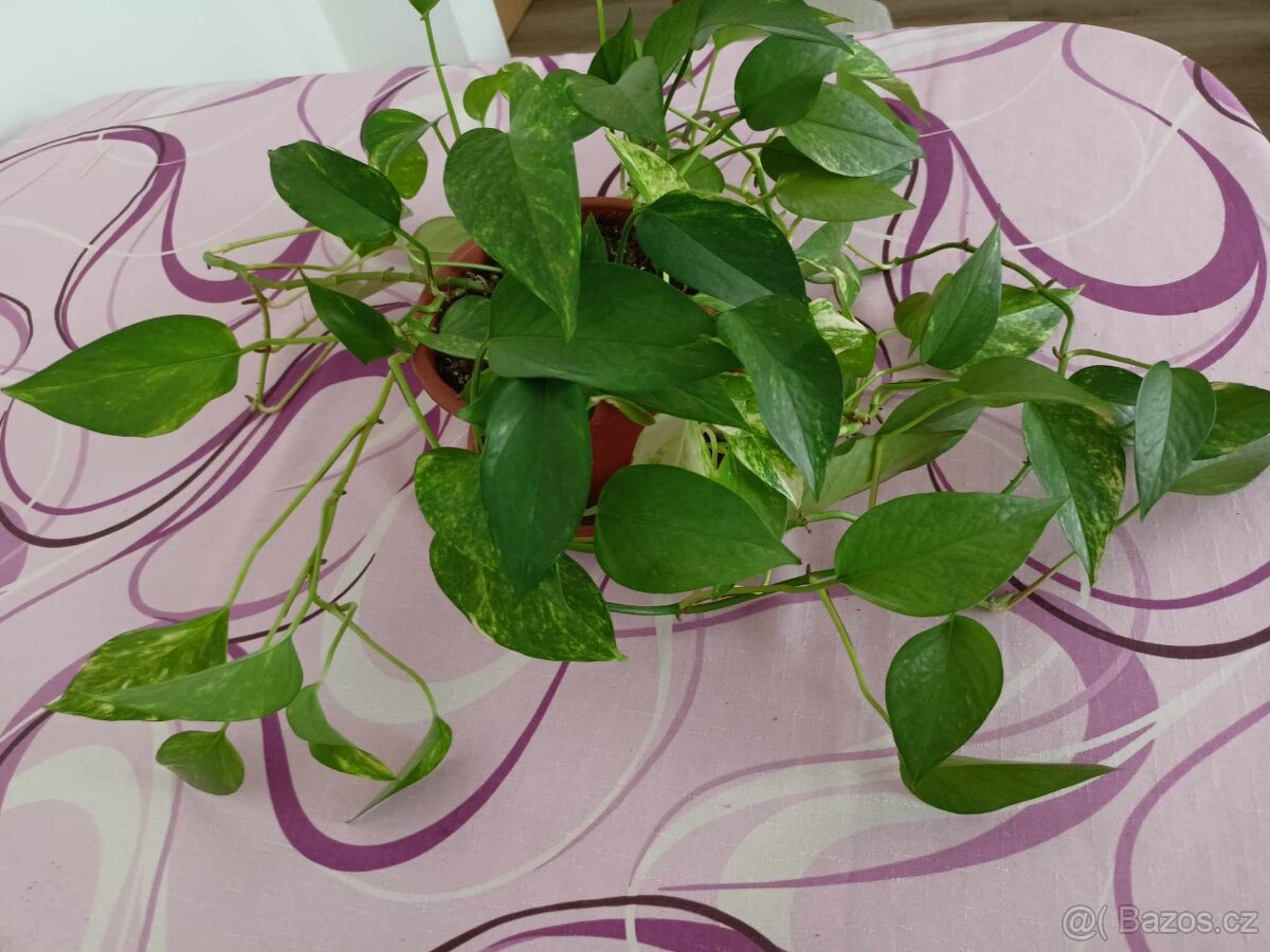 Pokojové rostliny Pothos - 4