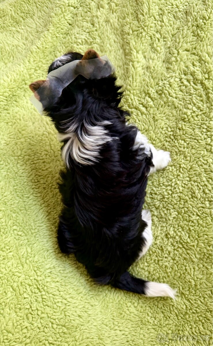 Biewer yorkshire terrier - 4