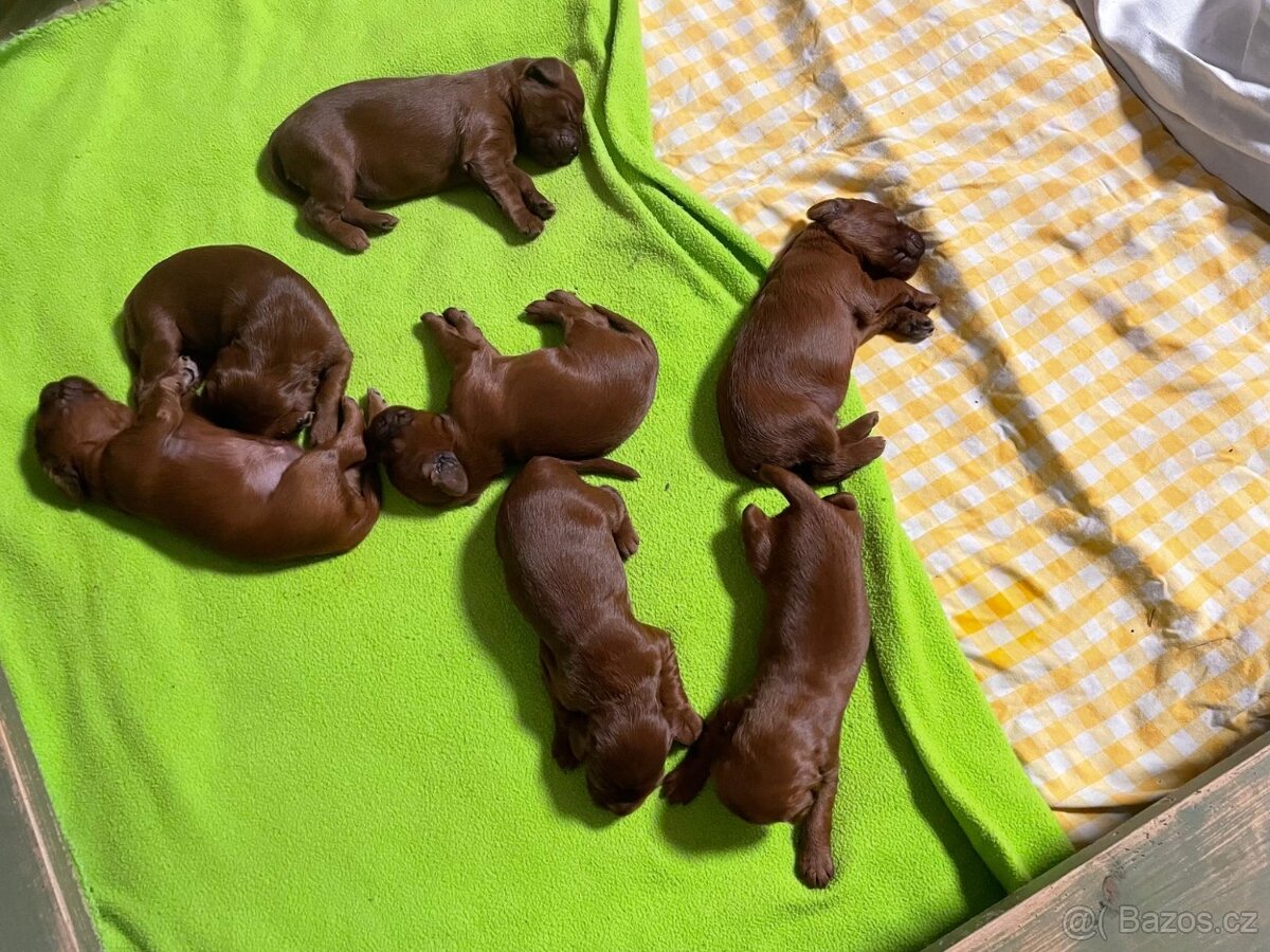 Irský setr štěňata s PP - 4