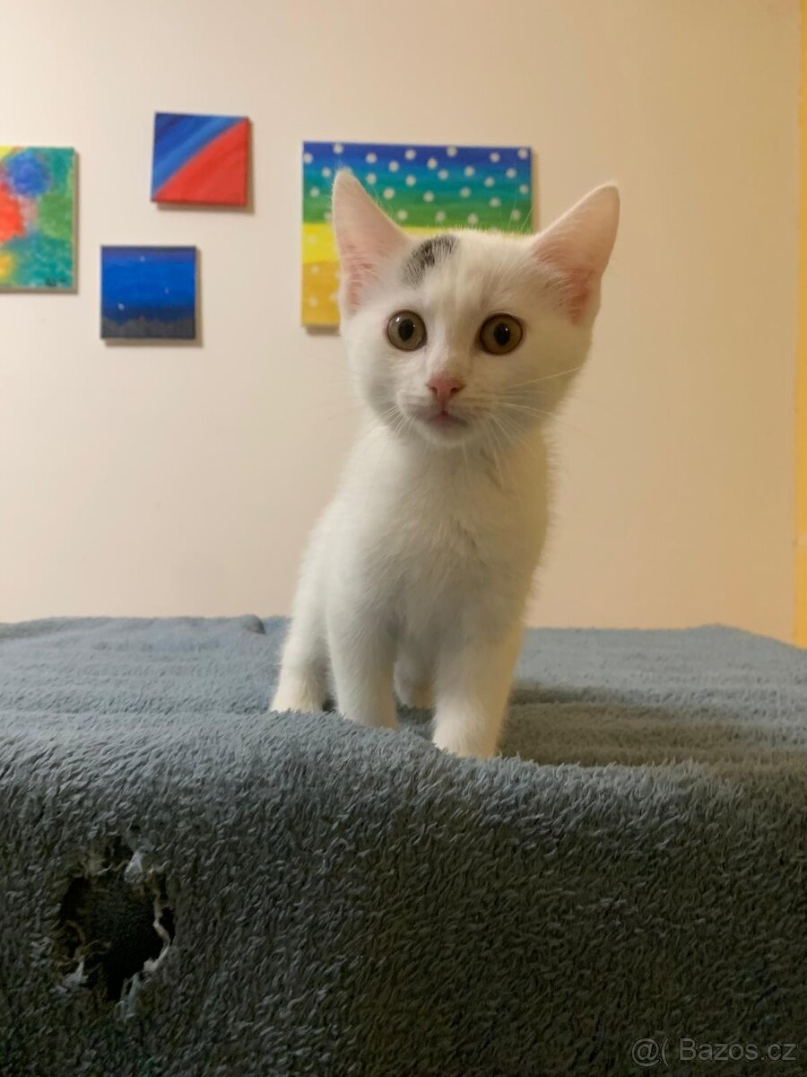 Koťátka - 4