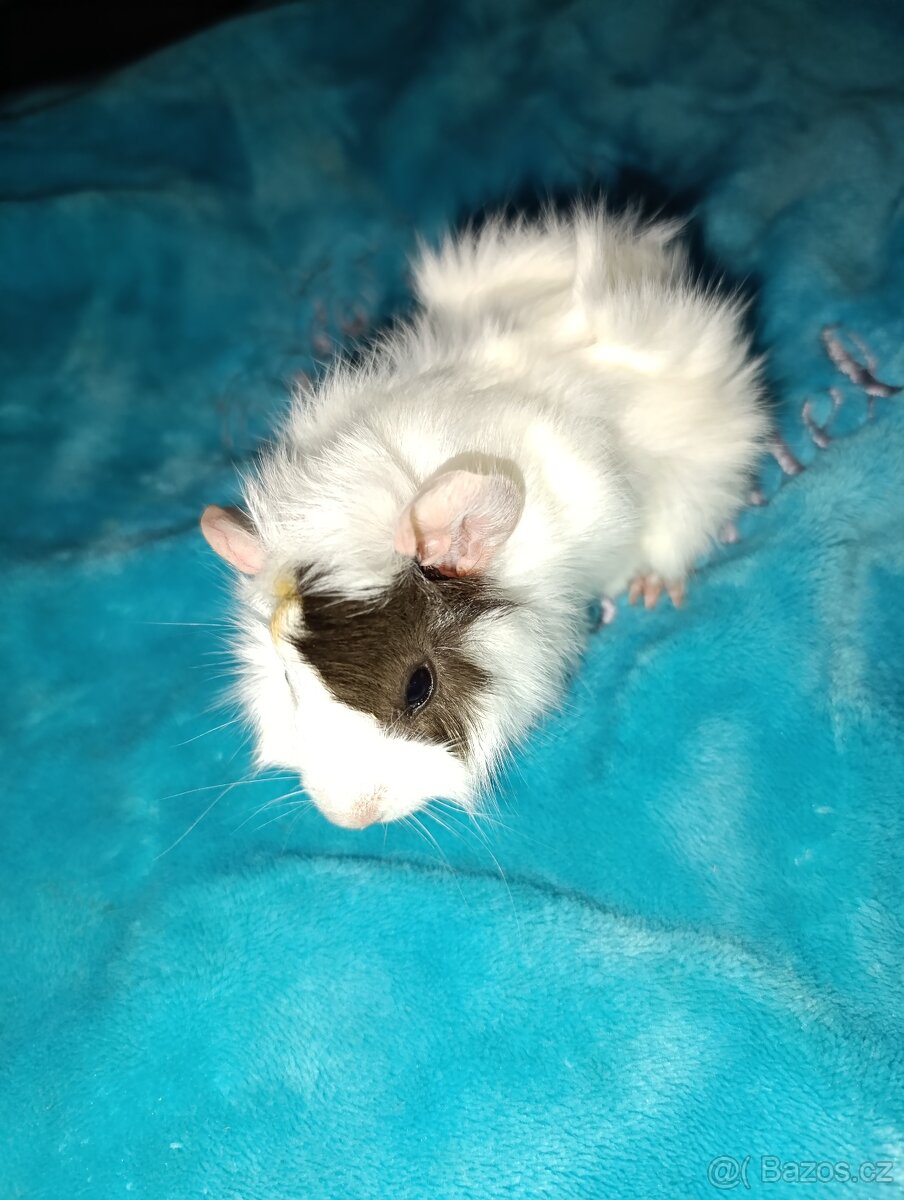 Rozetové morčátka samičky - 4