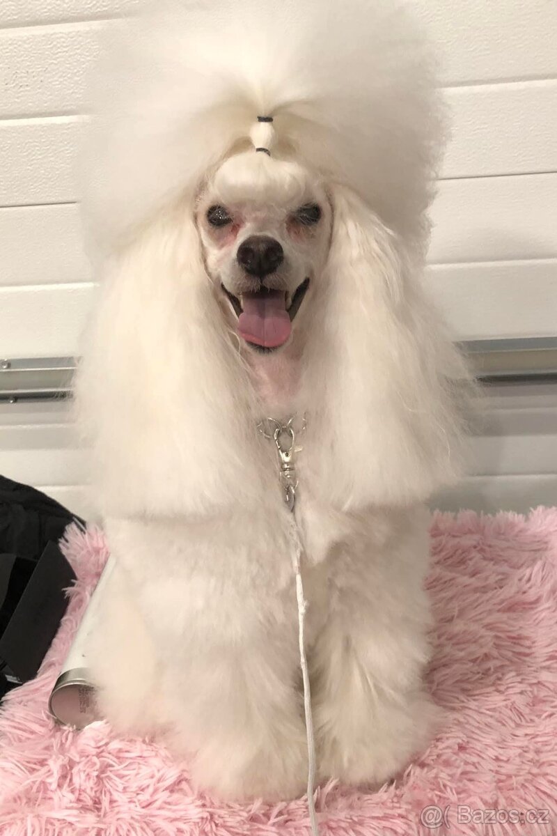 Pudl bílý Toy s PP - 4