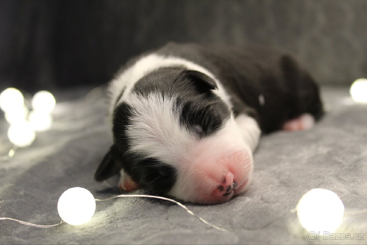 Štěňátka border kolie s PP - 4