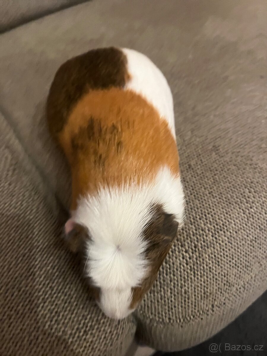 Morčata rozevláté - 4