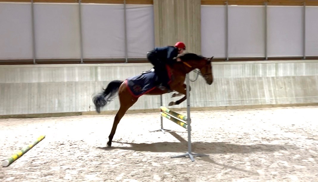 Plnokrevný valach na prodej - 4