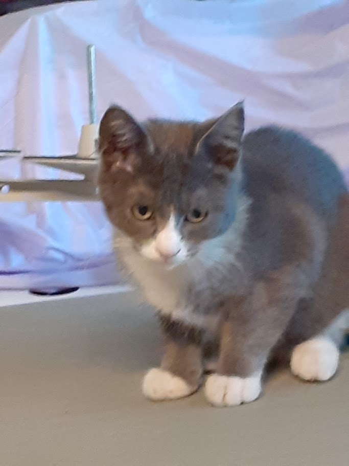 mainská mývalí kočka - 4