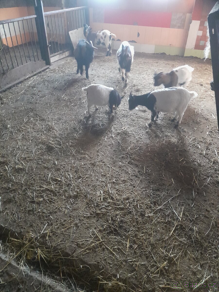 Prodám kozy - 4