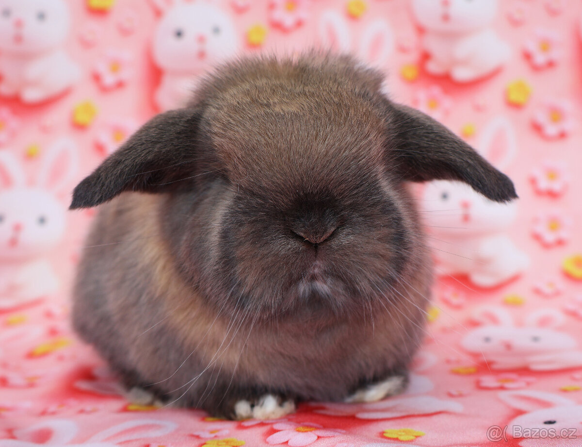 MiniLop beránek sameček . - 4