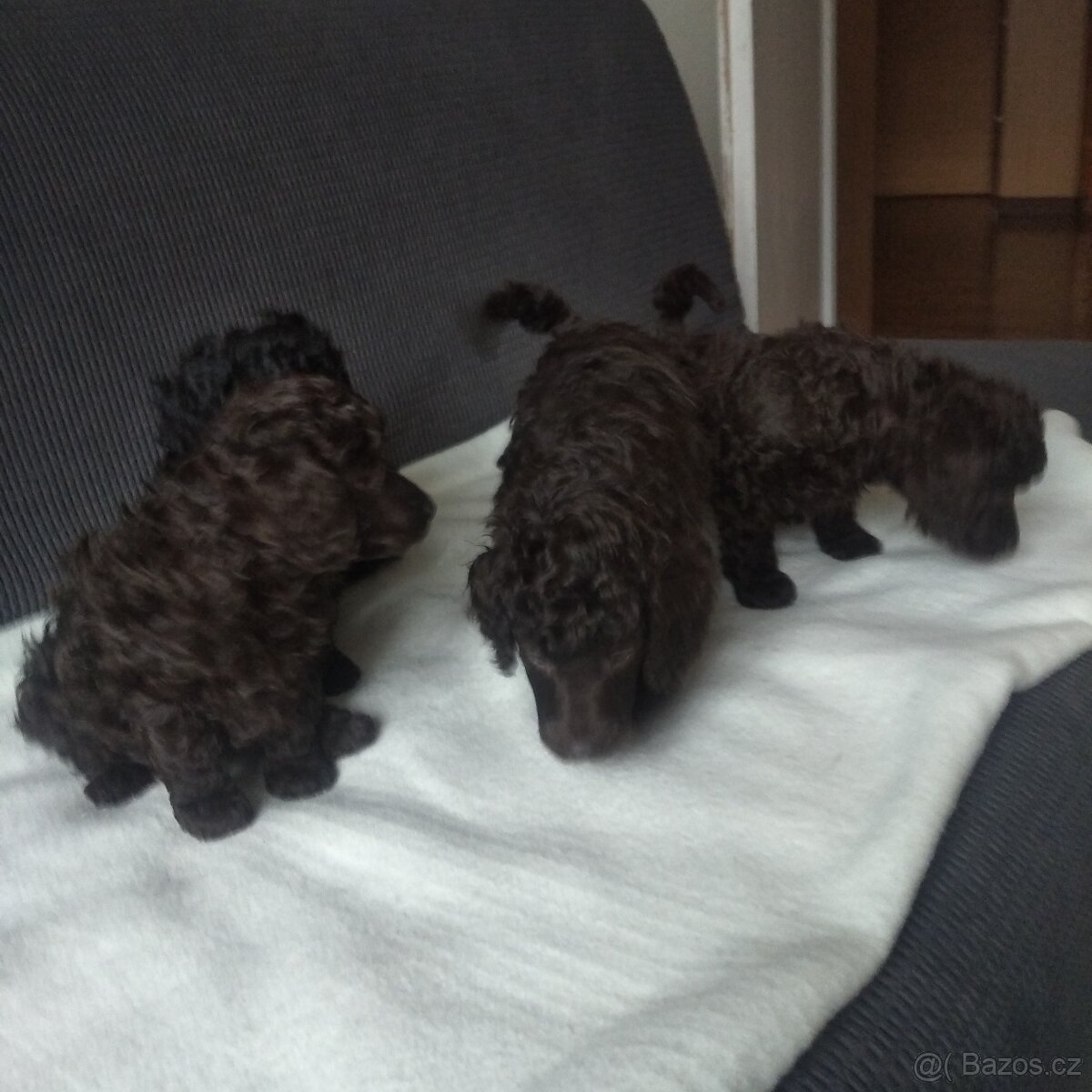 Pudl trpasličí - 4