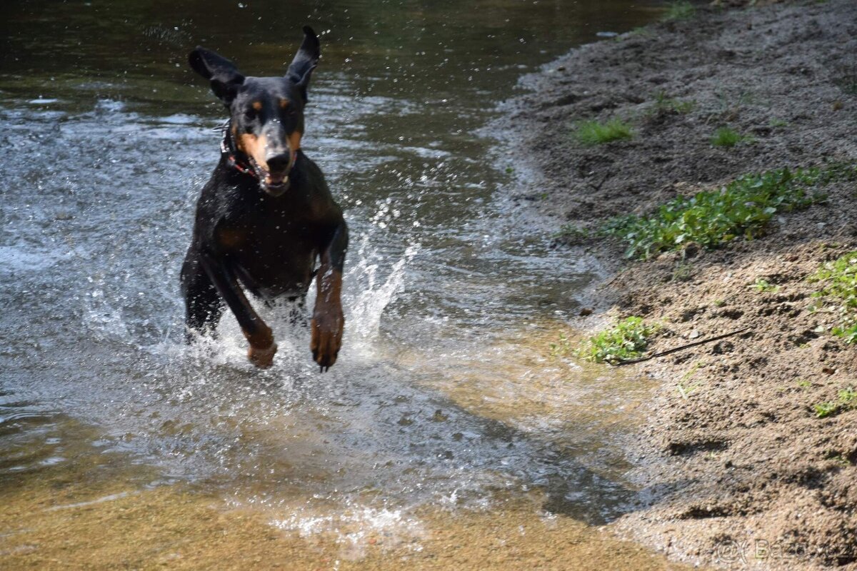 Dobrman - štěňata s FCI PP - 4