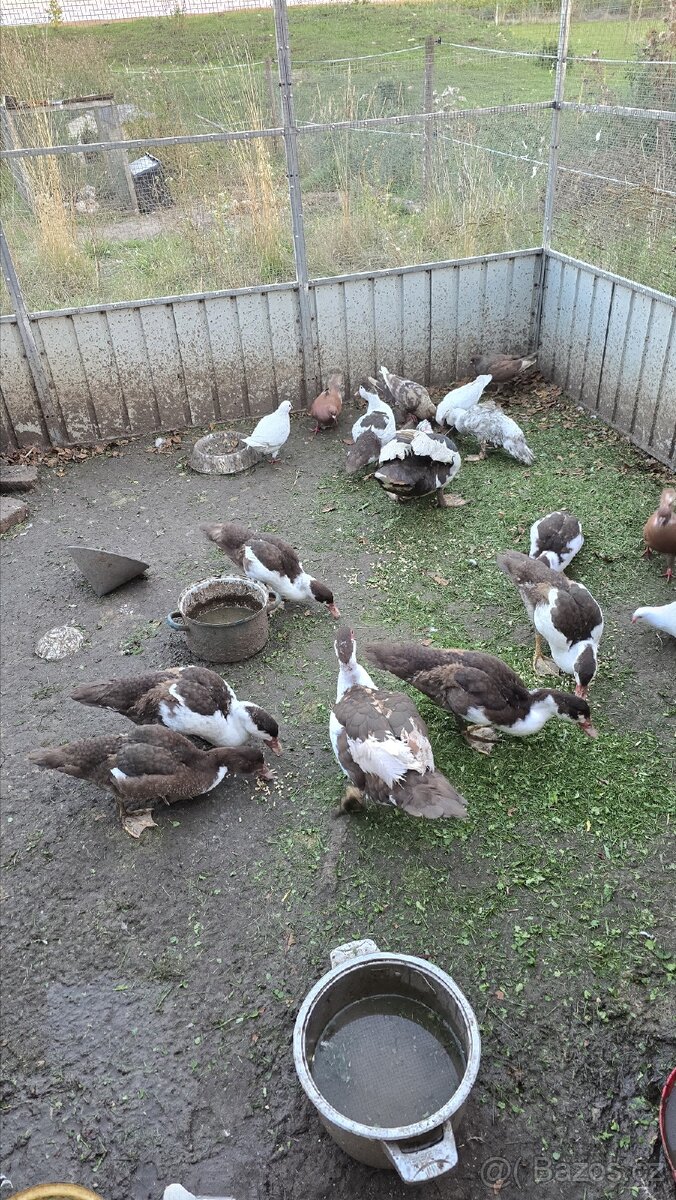 Kachny na prodej - 4