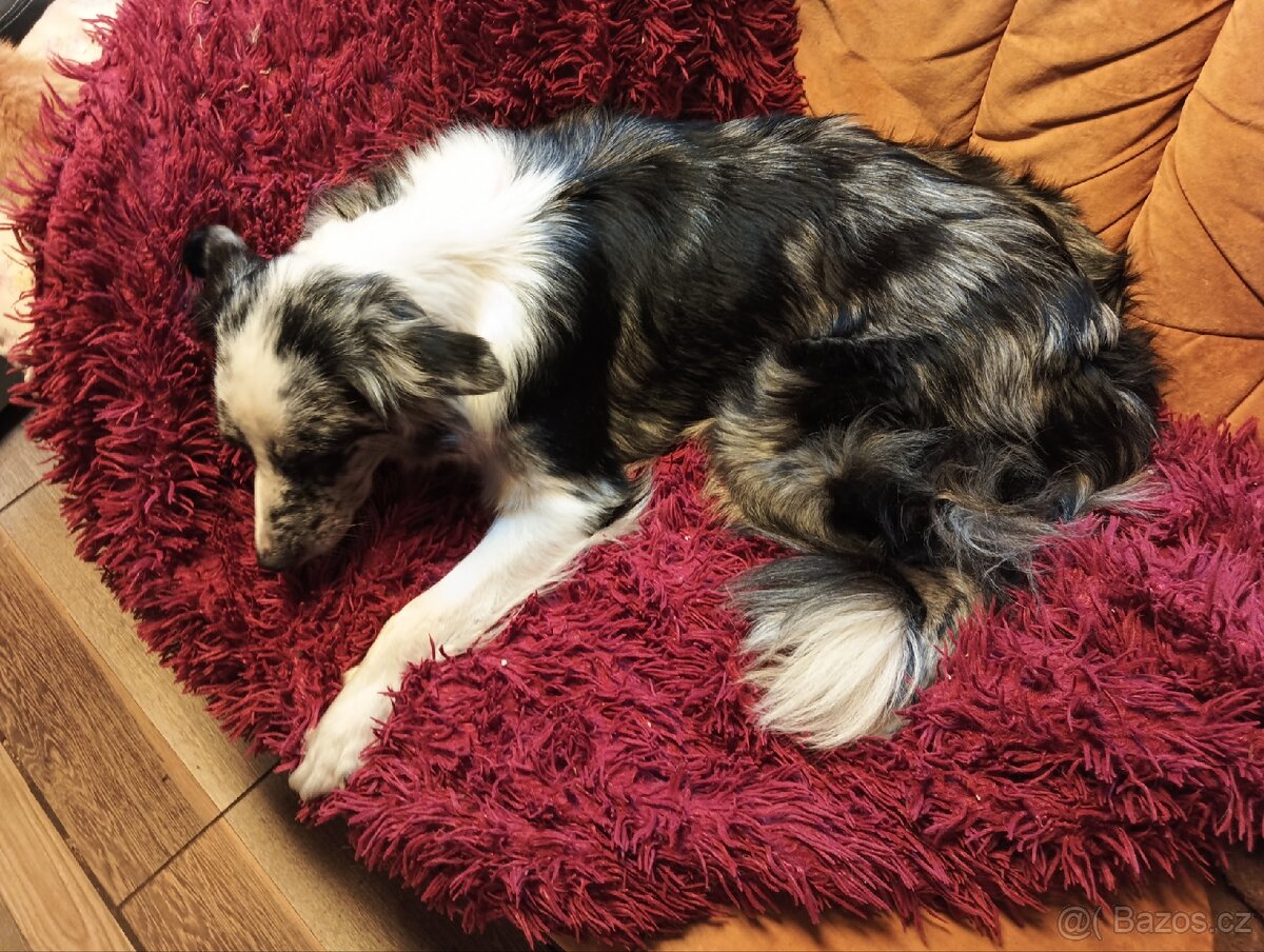 Border kolie, pejsci - 4