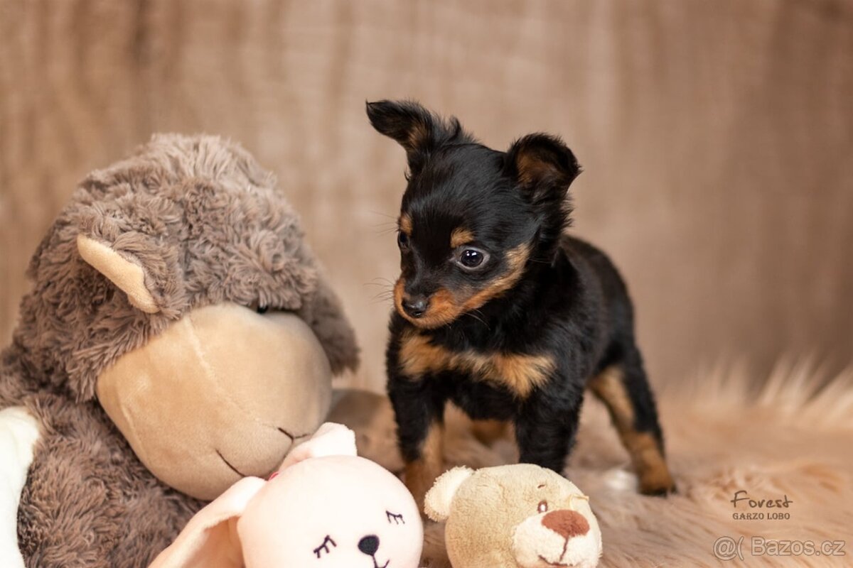 Pražský krysařík s PP FCI - 4