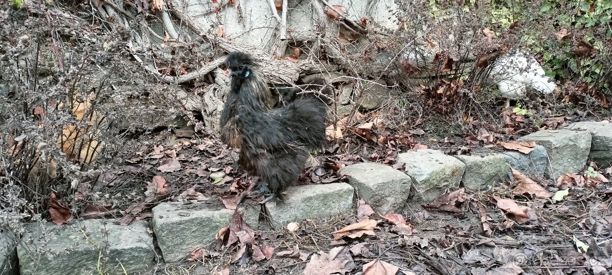 Kohout Hedvábnička - 4