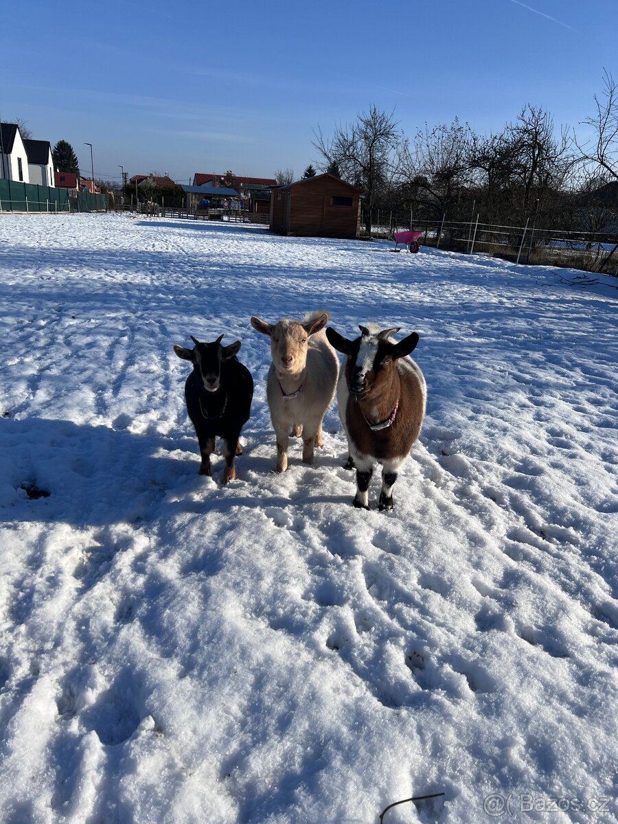 Holandská zakrslá koza - 4