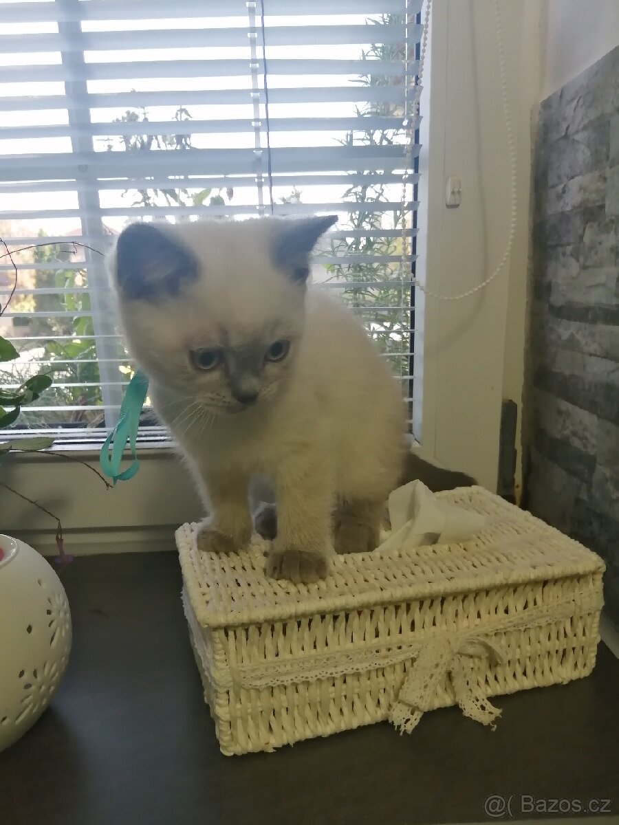 Krytí britský colorpoint blue-Praha západ - 4