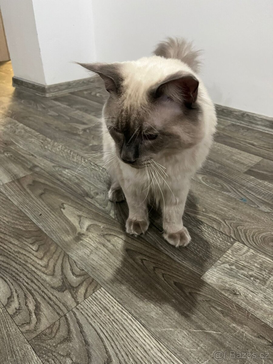 Ragdoll Kocour bez PP - 4