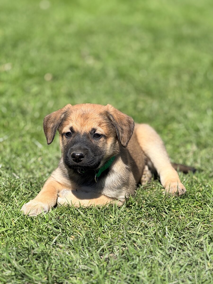 Štěňata - 4