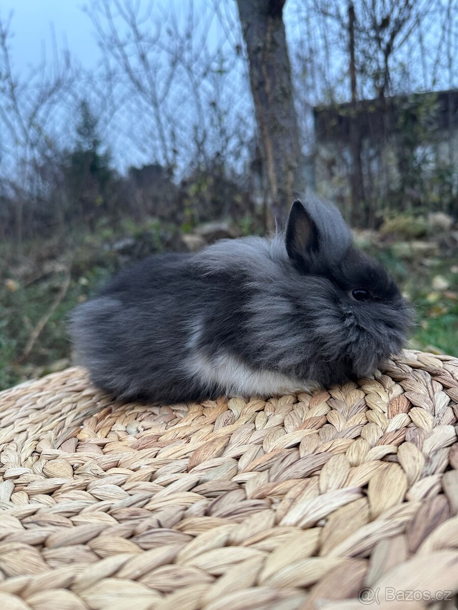 Zakrslý králík lvíček - 4