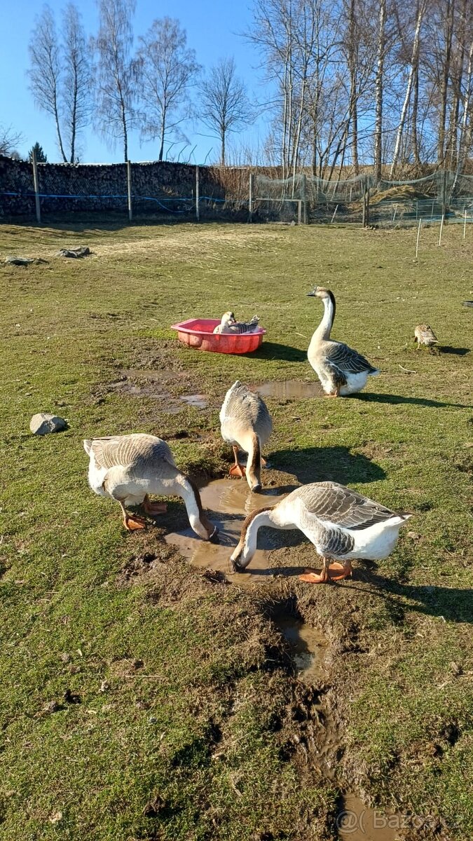 Husa labutí pár - 4