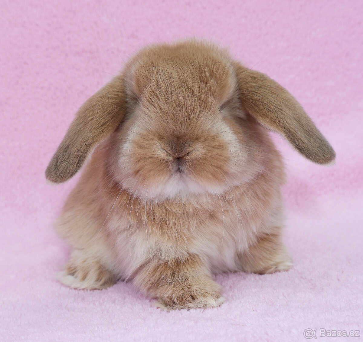 NHD beránek samička . - 4