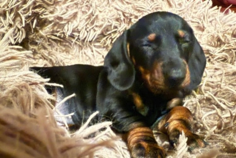 Trpasličí jezevčík štěňátka - 4