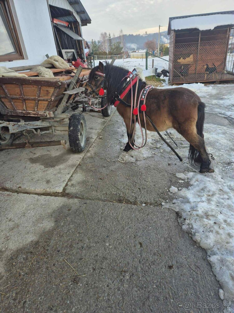 Predam ponika valacha ku detom 100 % - 4