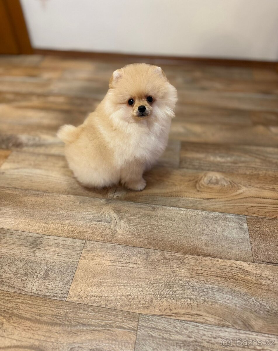 Pomeranian s PP - 4