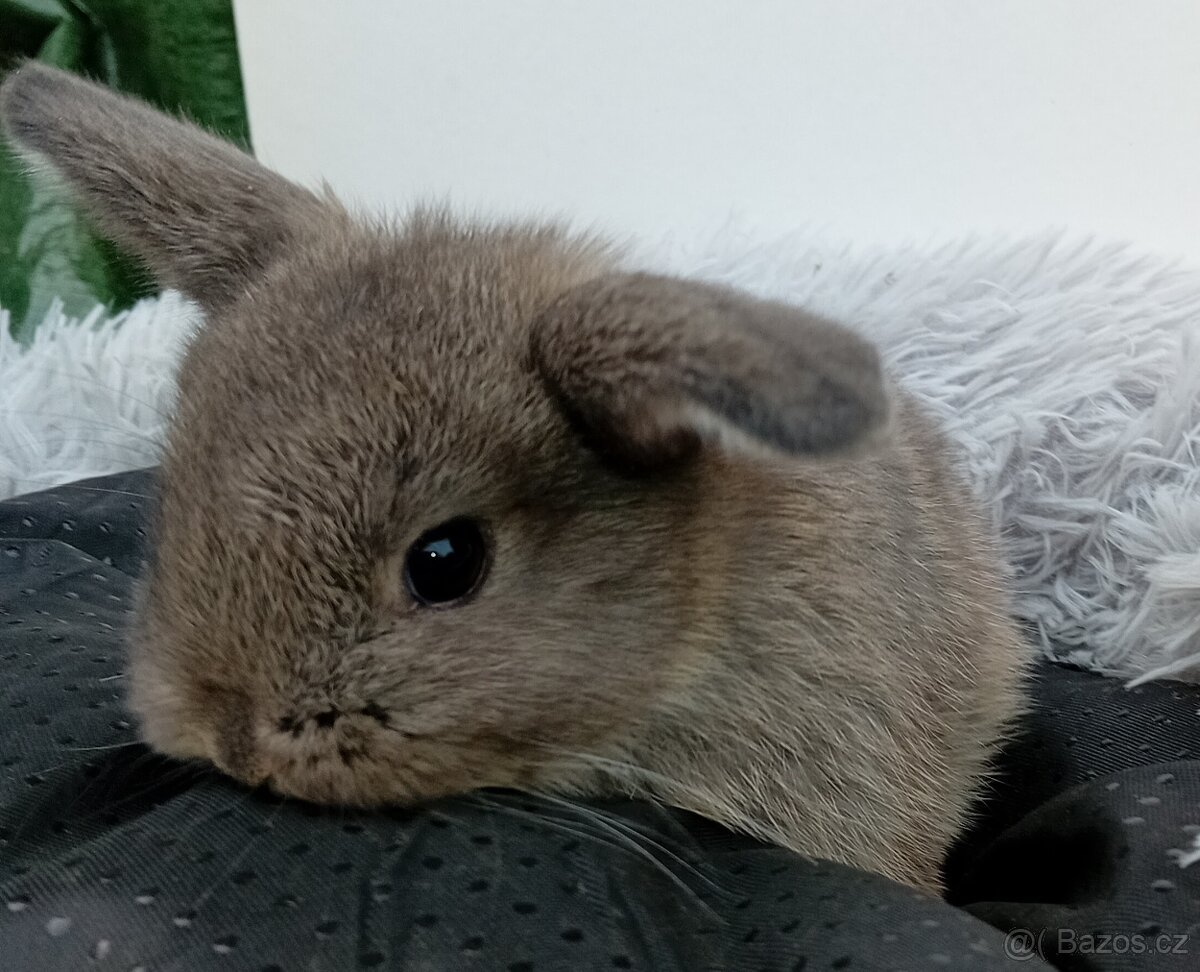 Zakrslý beránek G3 - 4