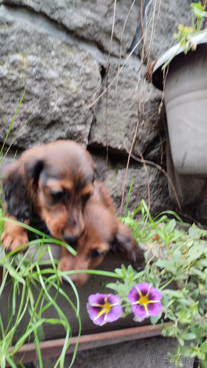 Jezevčík dlouhosrstý trpasličí - 4