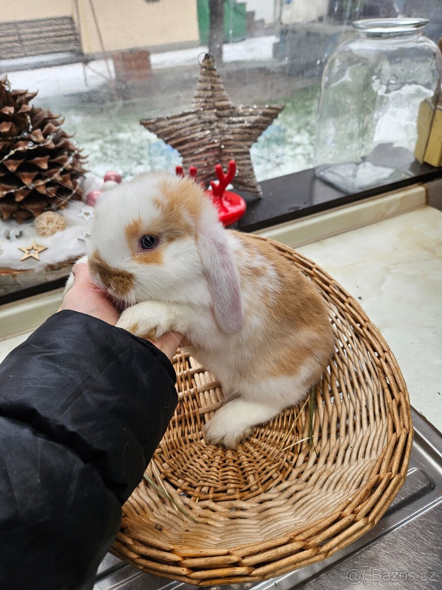 Zakrslý králík - 4