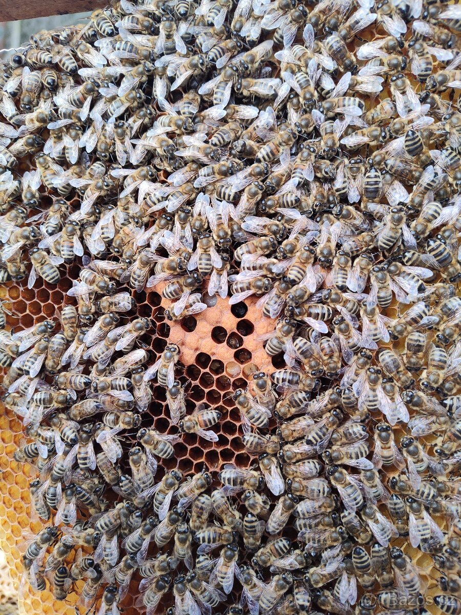 Prodej vyzimovaných oddělků Buckfast - 4