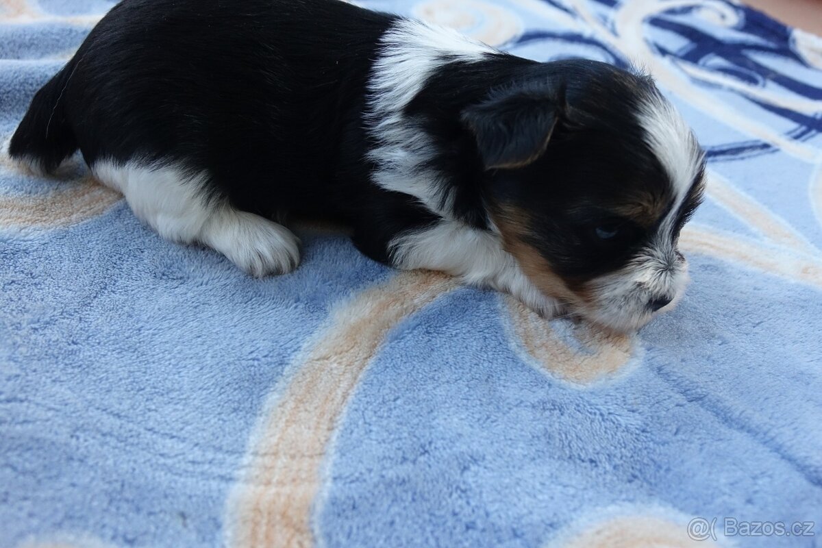 Nabízím k rezervaci štěňata biewerů - 4