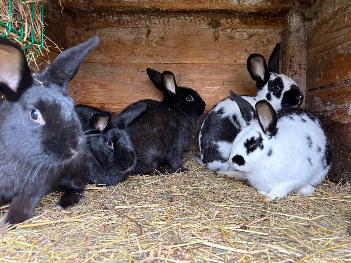 Prodám Králíky - 4