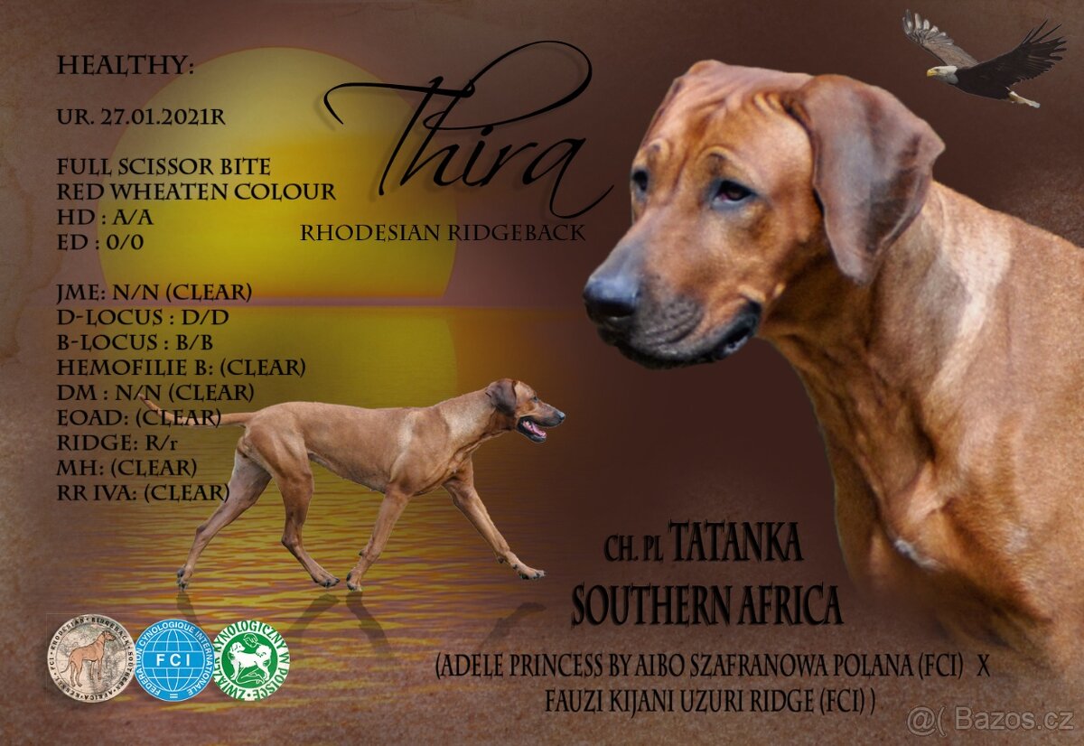 Štěňata rhodéského ridgebacka - 4
