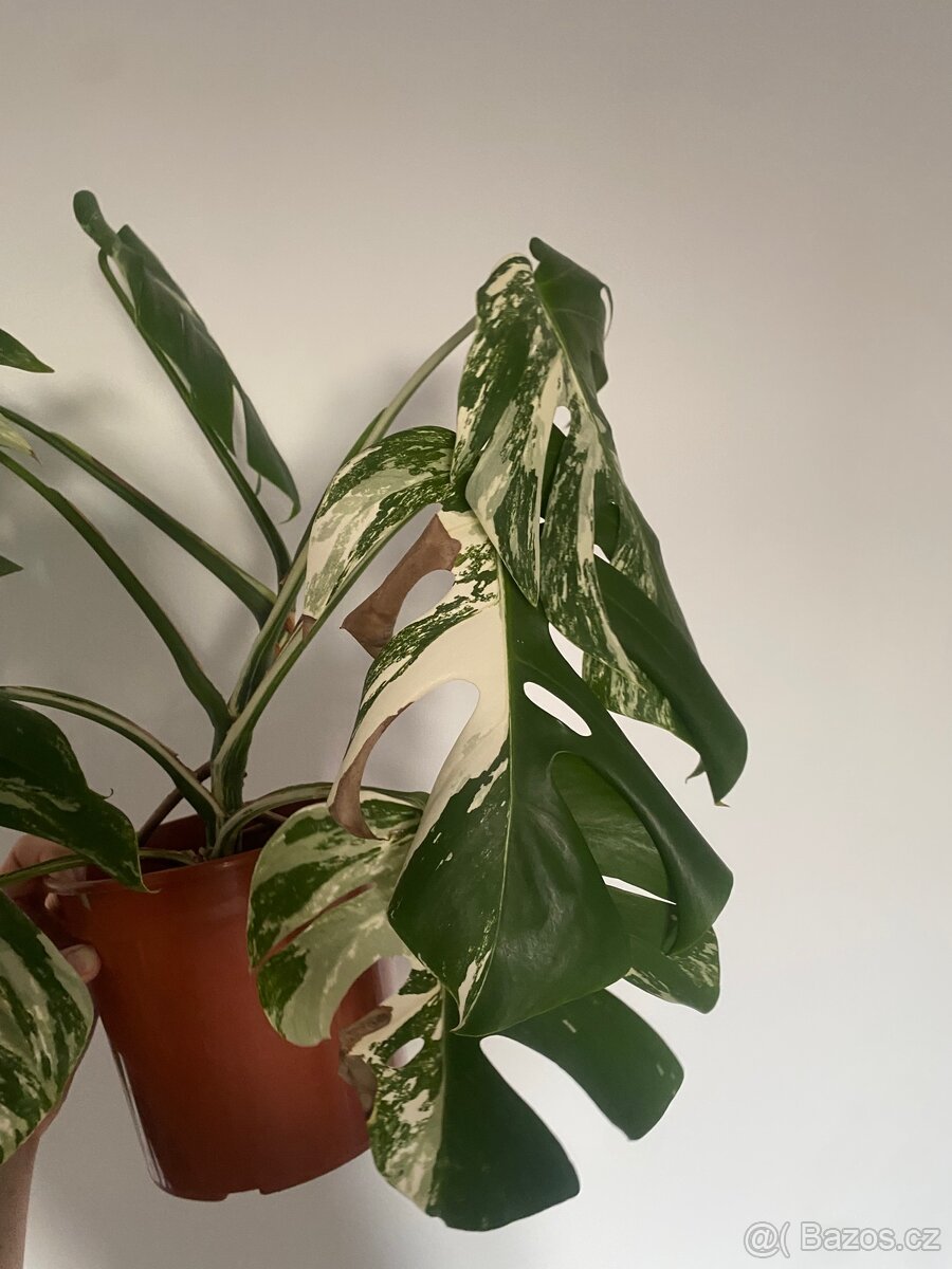 Monstera Deliciosa Albo Variegata - 4